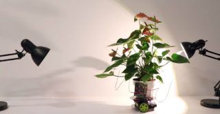 Botaniczny cyborg Elowan – natura, która kieruje robotem